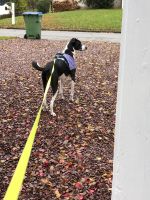 Hackettstown dog