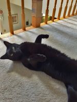 Hackettstown Cat Sitting