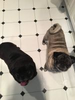 Pug dog walker Mt. Olive