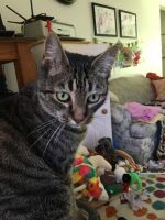 Cat Sitter Independence