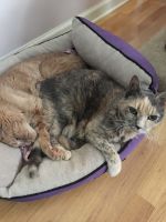 Cat sitting Mt. Olive