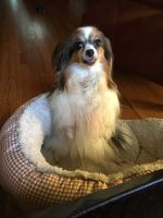 Dog sitting Hackettstown