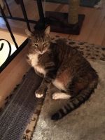 Cat Sitter Budd Lake