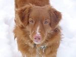 Nova Scotia Duck Toller Mt. Olive dog walker