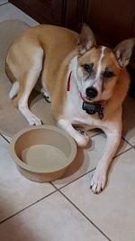 Pet sitter Mt. Olive