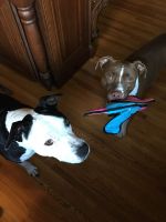 Allamuchy dog sitter