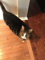 Cat sitting Budd Lake