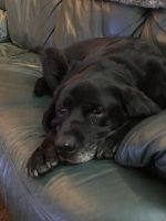 Senior dog sitting