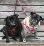 Pugs in Hackettstown